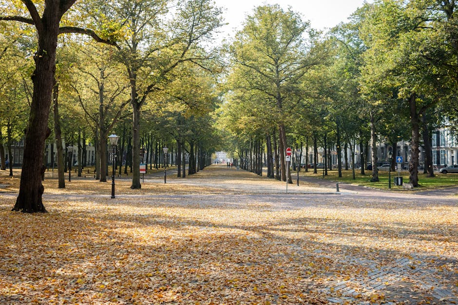 A straight pathway lined with evenly spaced mature trees with green foliage on both sides, creating a shaded avenue within a park or residential area. The ground is covered with fallen yellow and brown leaves, indicating an autumn setting. Along the pathway, there are black vintage-style lampposts and several roadside signs, including a 'no entry' sign visible in the distance. To the right side of the image, part of a building with large windows and white walls can be seen, suggesting an urban environment. The scene is well-lit with natural daylight, highlighting the lush greenery and creating long shadows on the leaf-covered ground. This setting could be part of a residential street or park where house removals and home relocation services by [COMPANY_NAME] might be involved in moving furniture and boxes through the leafy environment, with the pathway serving as a potential route for loading and transport processes as part of house removal and furniture transport operations near Holland Park.